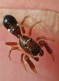 Peckhamia picata